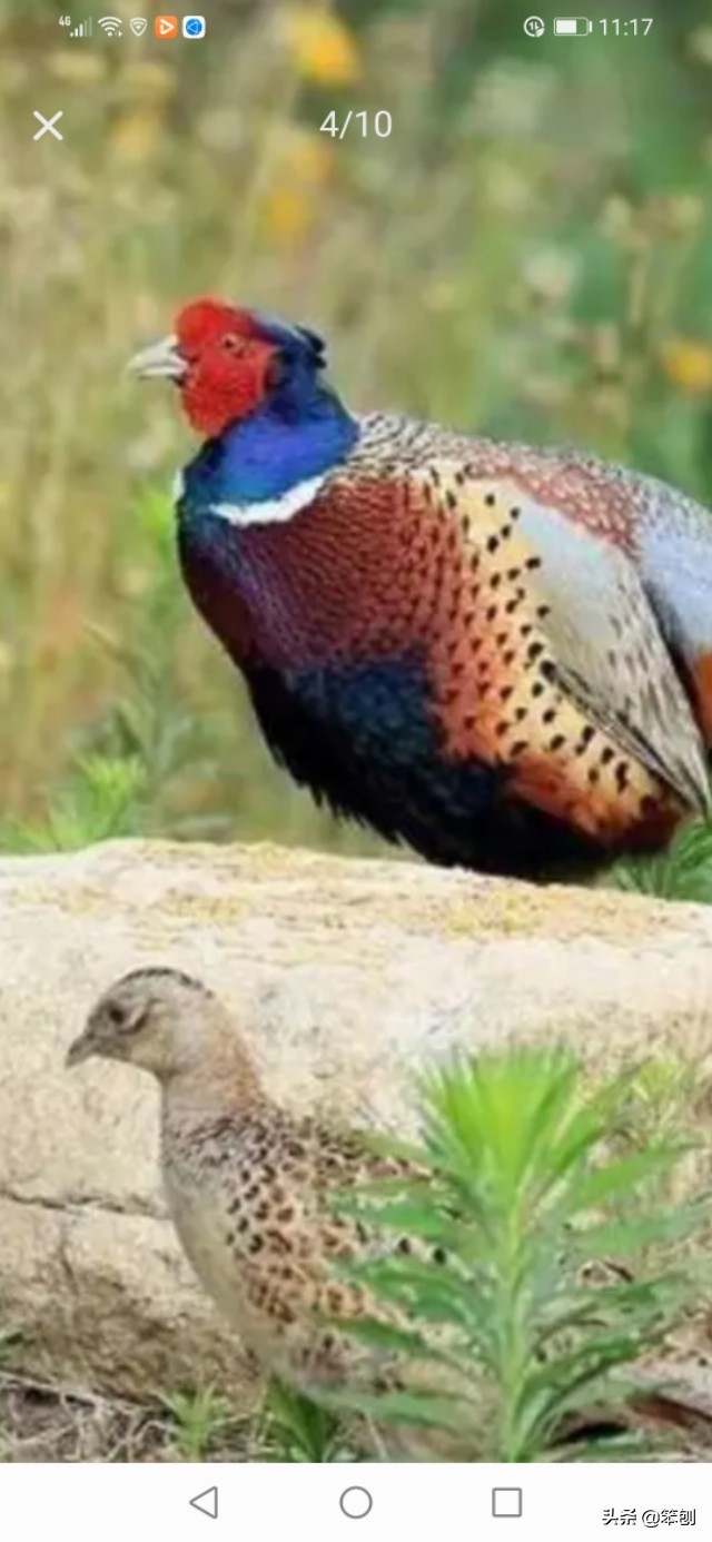 七彩山鸡成本利润大吗,七彩山鸡的价值