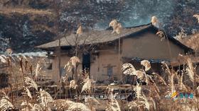 秦岭核桃避坑,秦岭山区致富项目