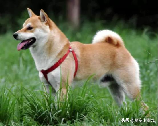 现在的土狗是中华田园犬吗,中华田园犬和柴犬的最大区别在哪