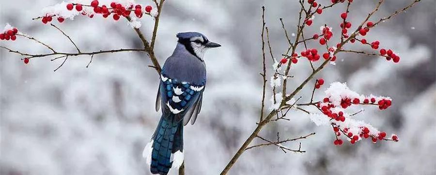 艺术画欣赏简单,艺术欣赏怎么写