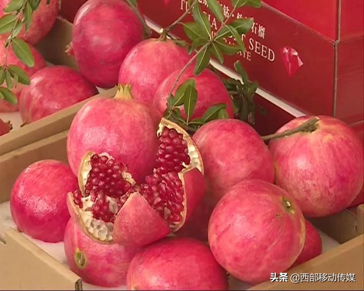 易门软籽石榴,易门突尼斯软籽石榴