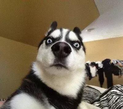 掐指一算——汪汪汪~520快到了,你需要这份顺德里攻略!