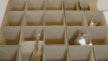 如何封印一只猫,怎么一招封印猫