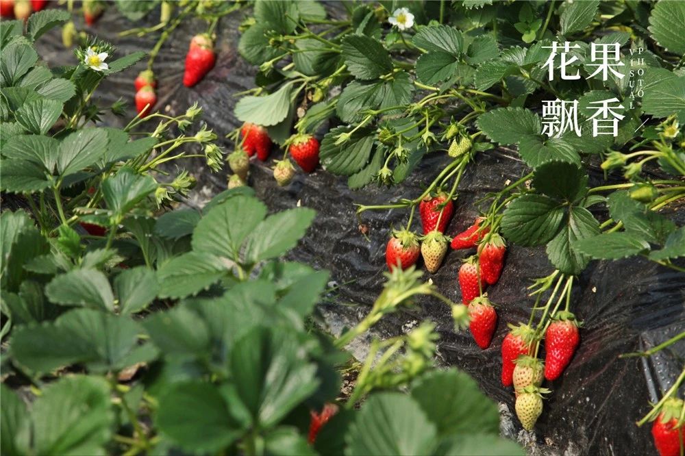 从15万*款贷**到15亿产值，一位基层农技员是如何撬动一方产业？