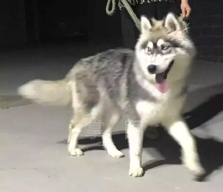 阿克苏农林牧副渔微动力果园转让 (阿克苏农林牧渔信息大全)