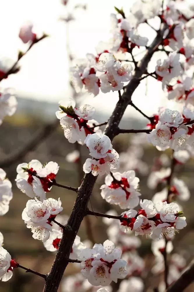 看到花的时候,不知是什么花?那就收下这份百花图谱