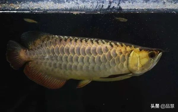 十种便宜又漂亮的龙鱼,一旦拥有别无所求是什么广告