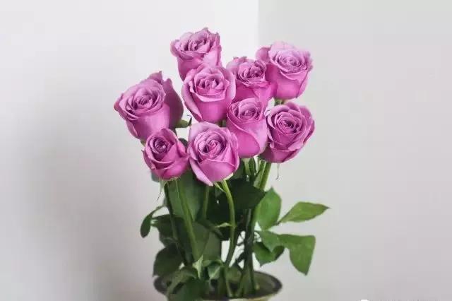 每天学习一点点各种花代表的花语,每天学习一朵花知识