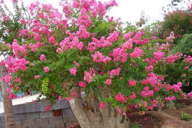 紫薇花生长速度慢什么原因,紫薇花一年的生长变化