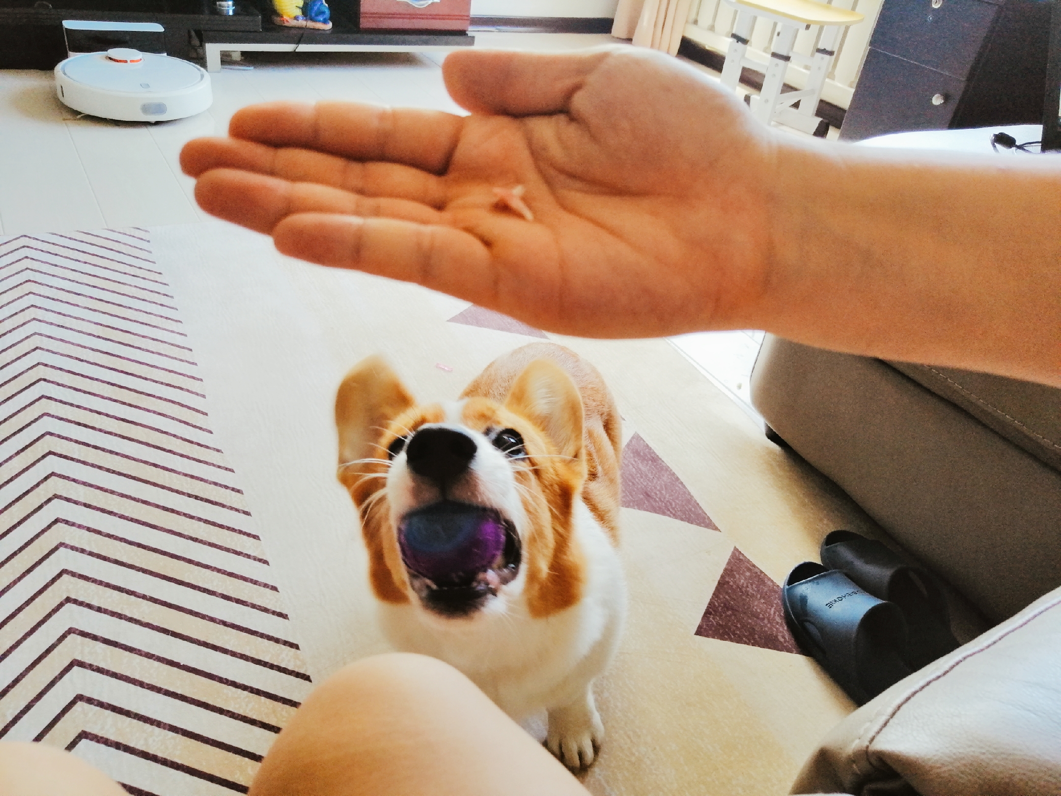 狗狗长双排牙去拔需要多少钱,狗狗双排牙都拔掉了怎么办