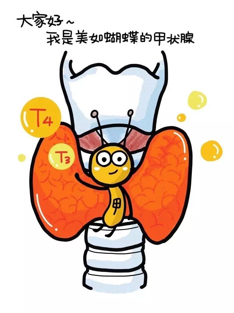 人缺失一个肾有什么副作用,缺少器官能活多久