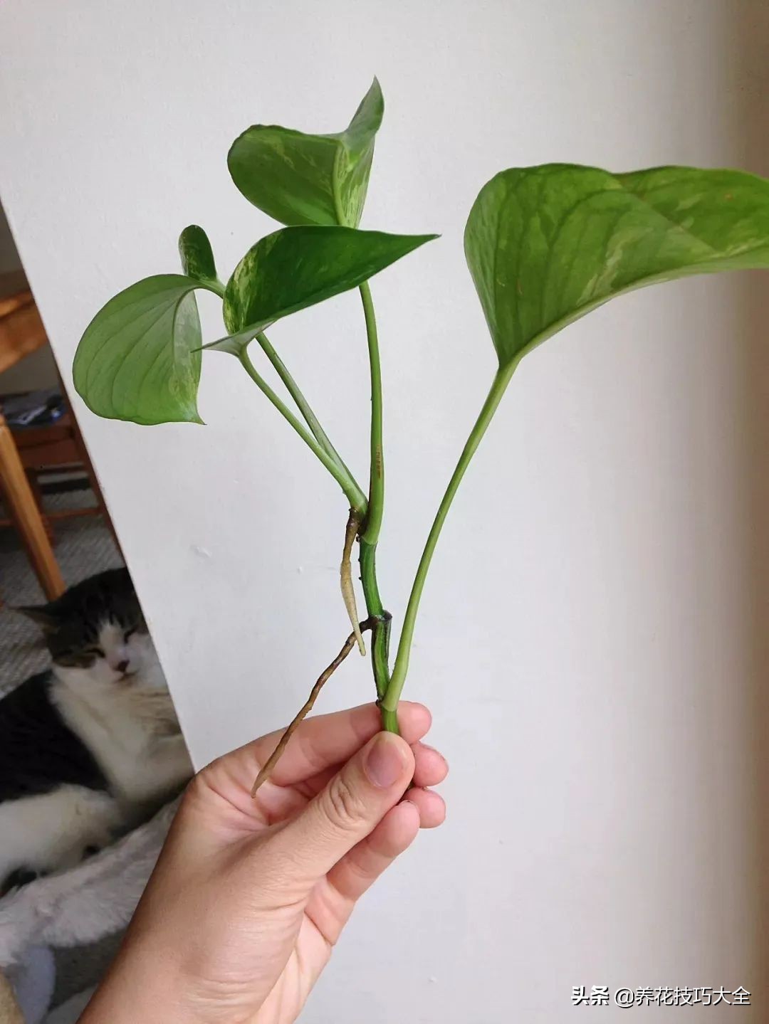 绿萝怎么修剪扦插成活率高,绿萝要剪多长的枝来扦插