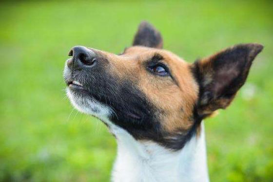 狗狗吃咸了呕吐怎么办,狗狗吃咸了有泪痕怎么办