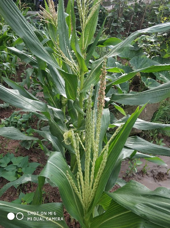 春玉米出苗后怎么防止鸟吃苗,玉米种植防鸟最好方法