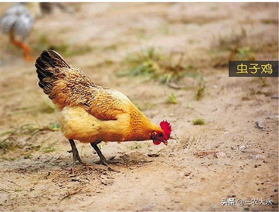 喂鸡的虫子如何养才安全,什么虫子养鸡最适合