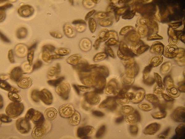 车轮虫的中药治疗方法,专治车轮虫的特效药