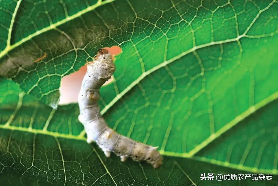 果桑产业高效生态发展模式开发,果桑产业新模式