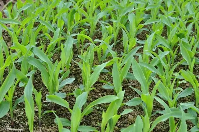 磷酸二氢钾在作物上怎样使用 (磷酸二氢钾的使用范围和方法)