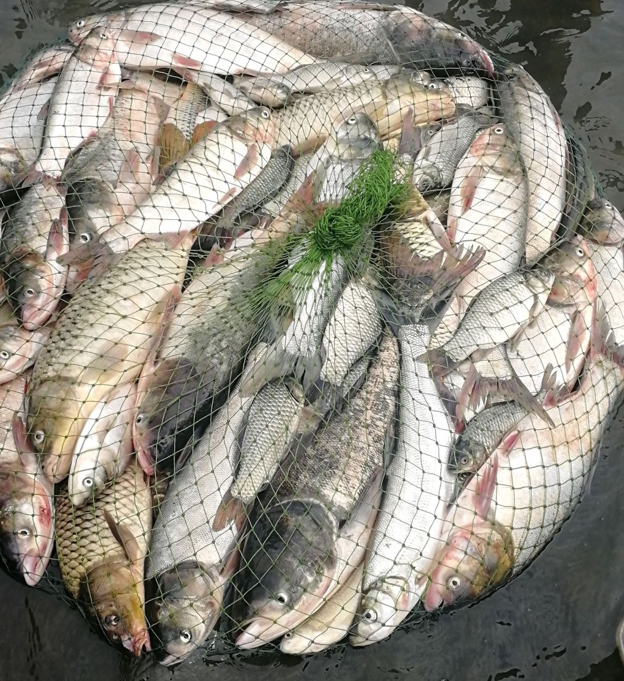 钓鱼人注意了,这六种垂钓行为,四种用饵被纳入监管,禁止使用!