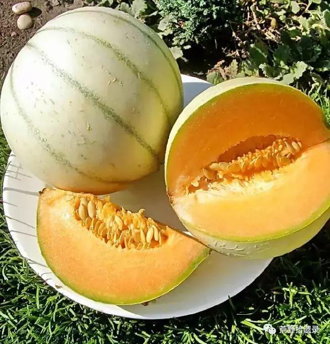 四川适合种植哈密瓜甜瓜品种,甜瓜种植技术新疆哈密瓜