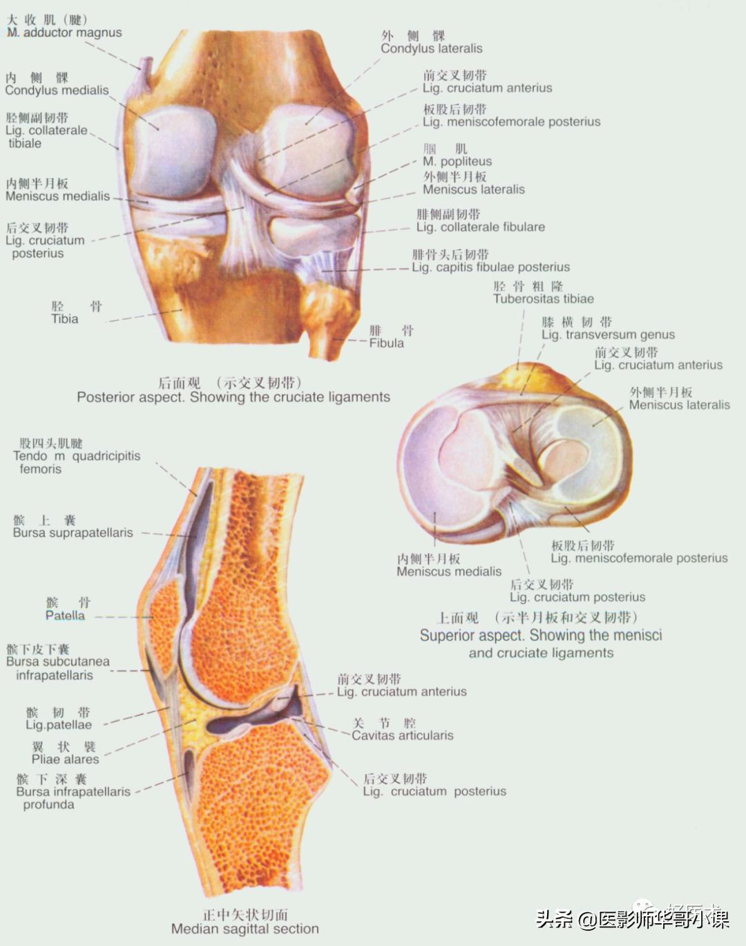 韧带解剖解说视频,韧带解剖图大全书