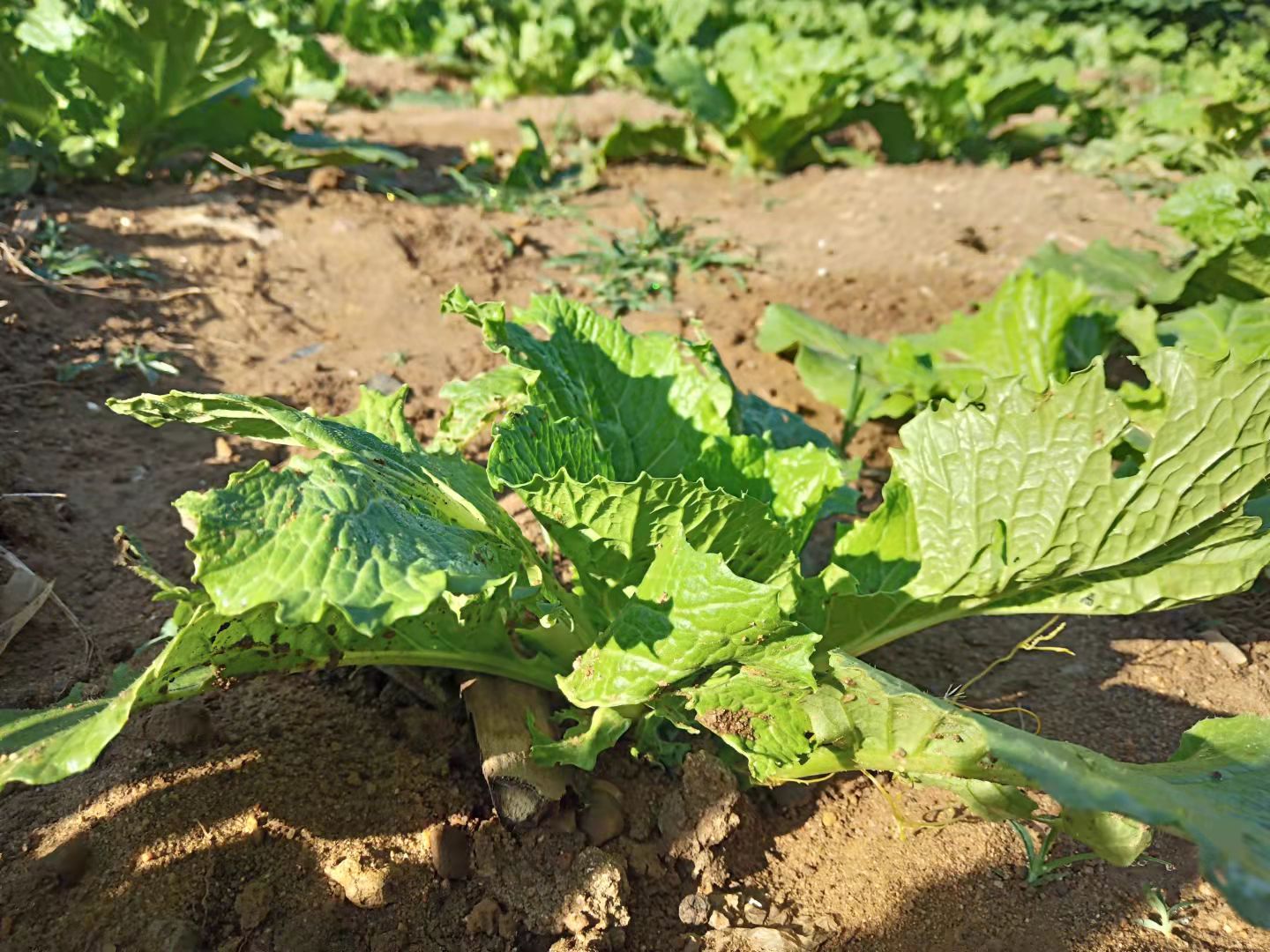白菜生虫子,别动不动就施药,喷点家里不起眼的小东西也管用
