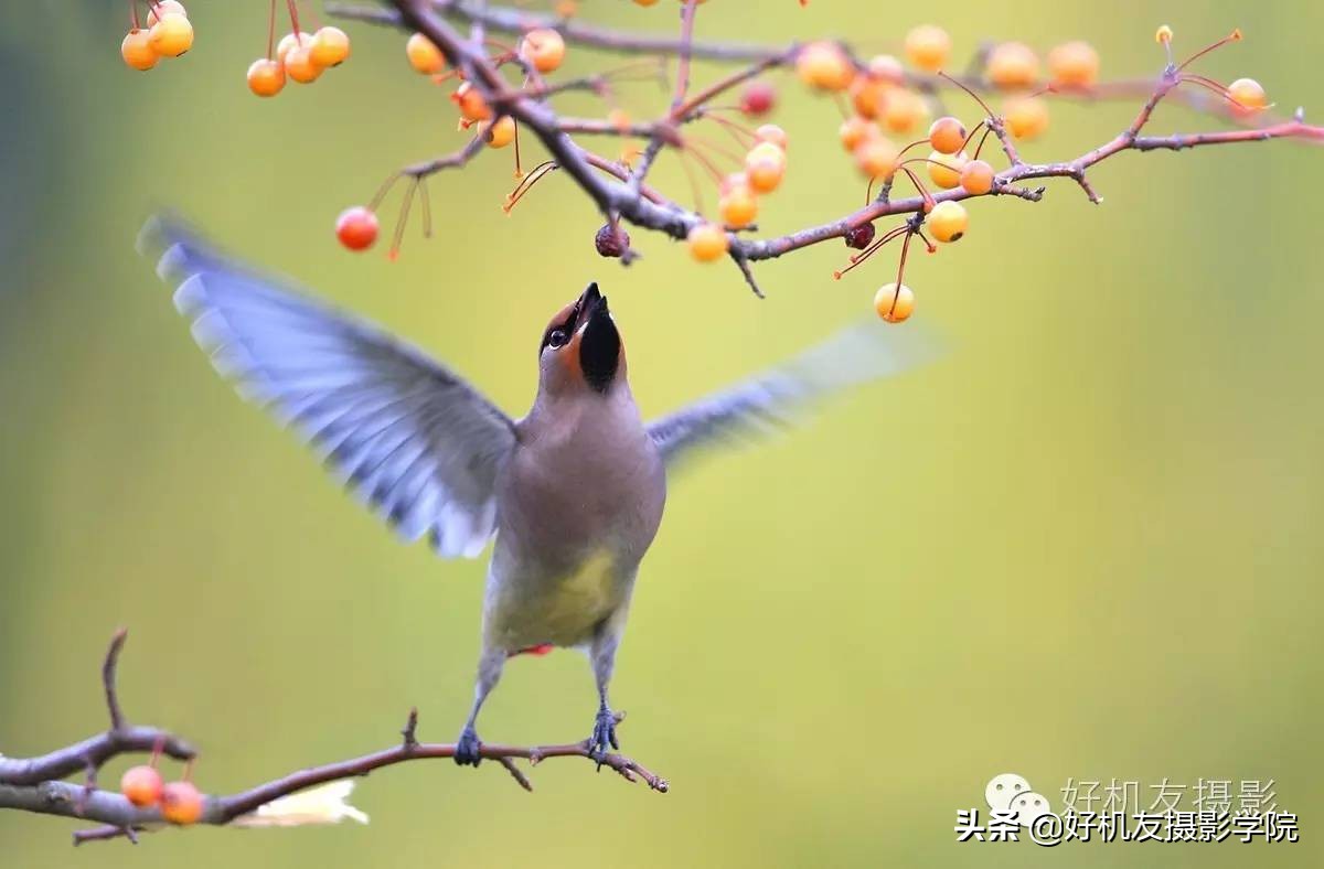 慢速拍鸟的技巧,90d拍鸟技巧
