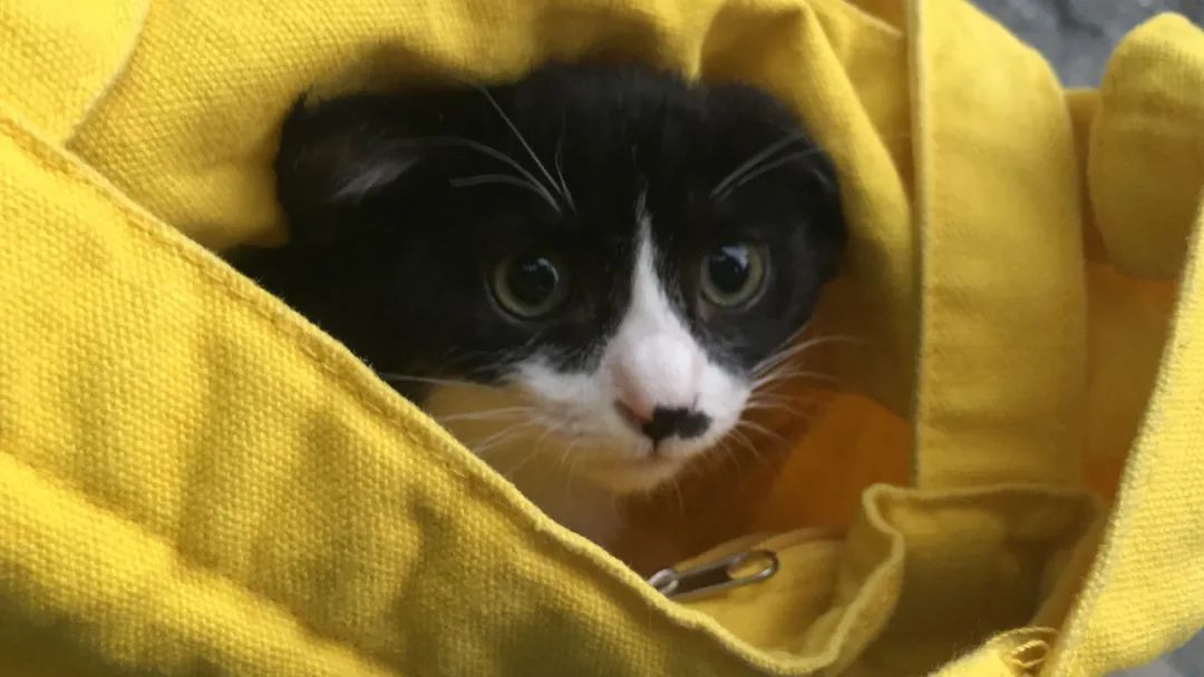 不让人省心的生肖,不让人省心的奶粉