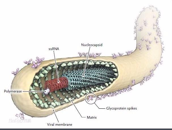 她是中国最牛生化*器武**防御专家,击退非典,炭疽化武防御领先世界