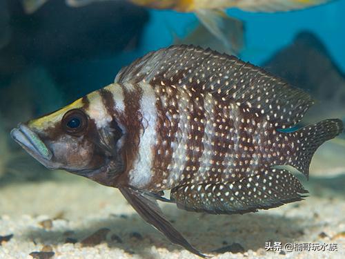 水族箱里养的龟叫什么,水族箱虎斑鱼