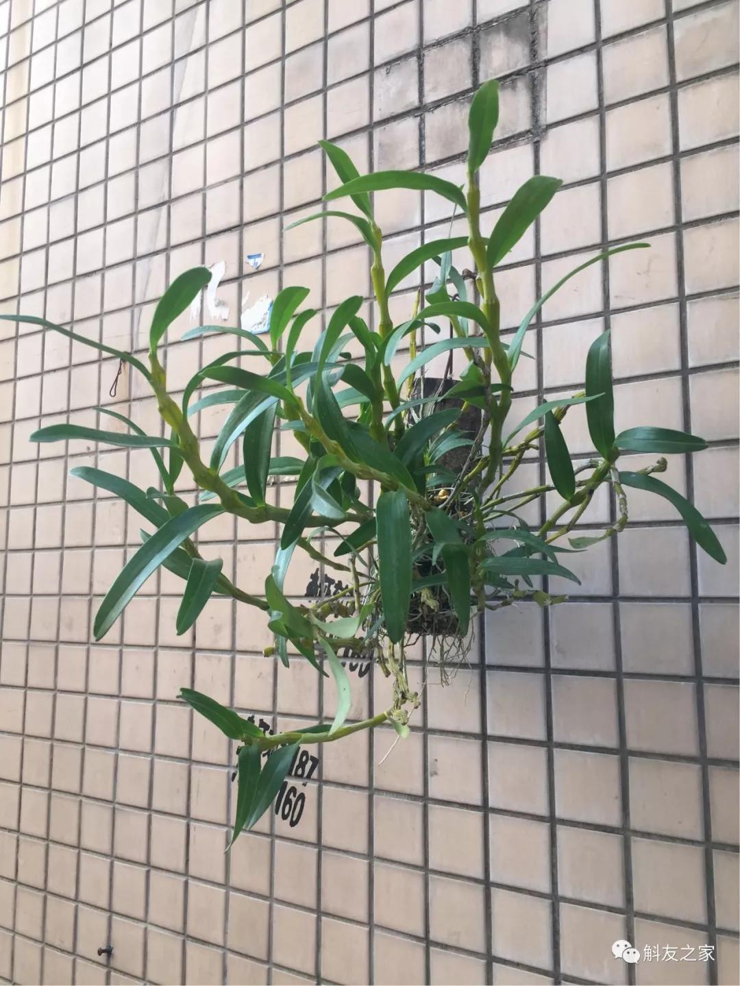 石斛兰最受不了的那种水!涨知识了