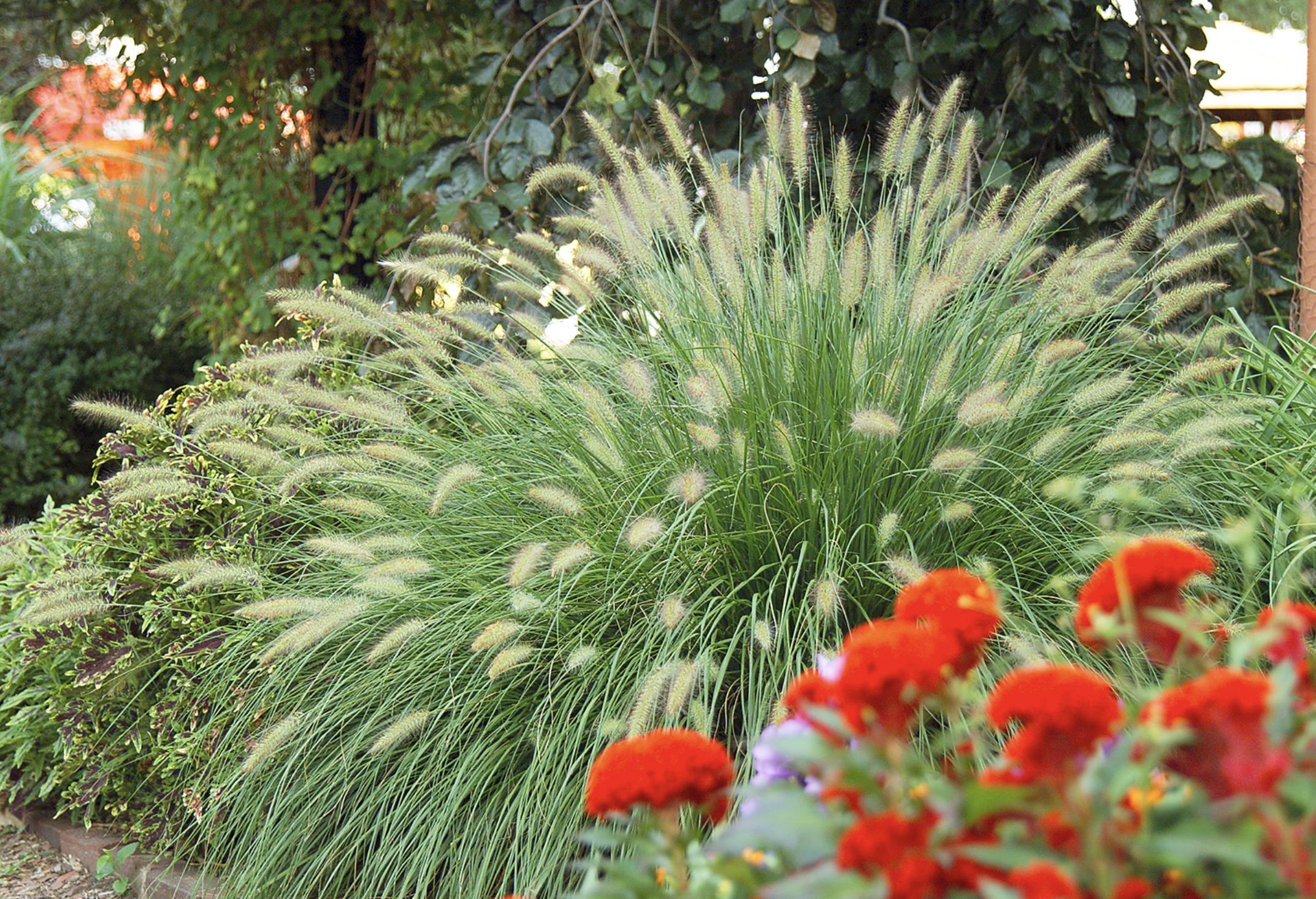 既能净化空气又美观的植物,10种好看的花卉