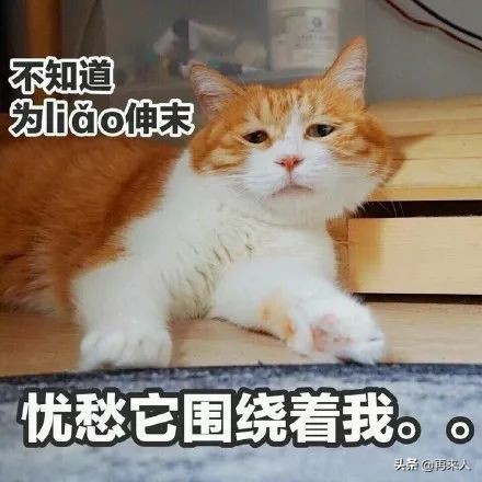 被黑中介坑到身无分文,被黑中介坑了该怎么办