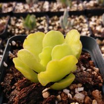 水泡系列多肉,水泡多肉系列品种