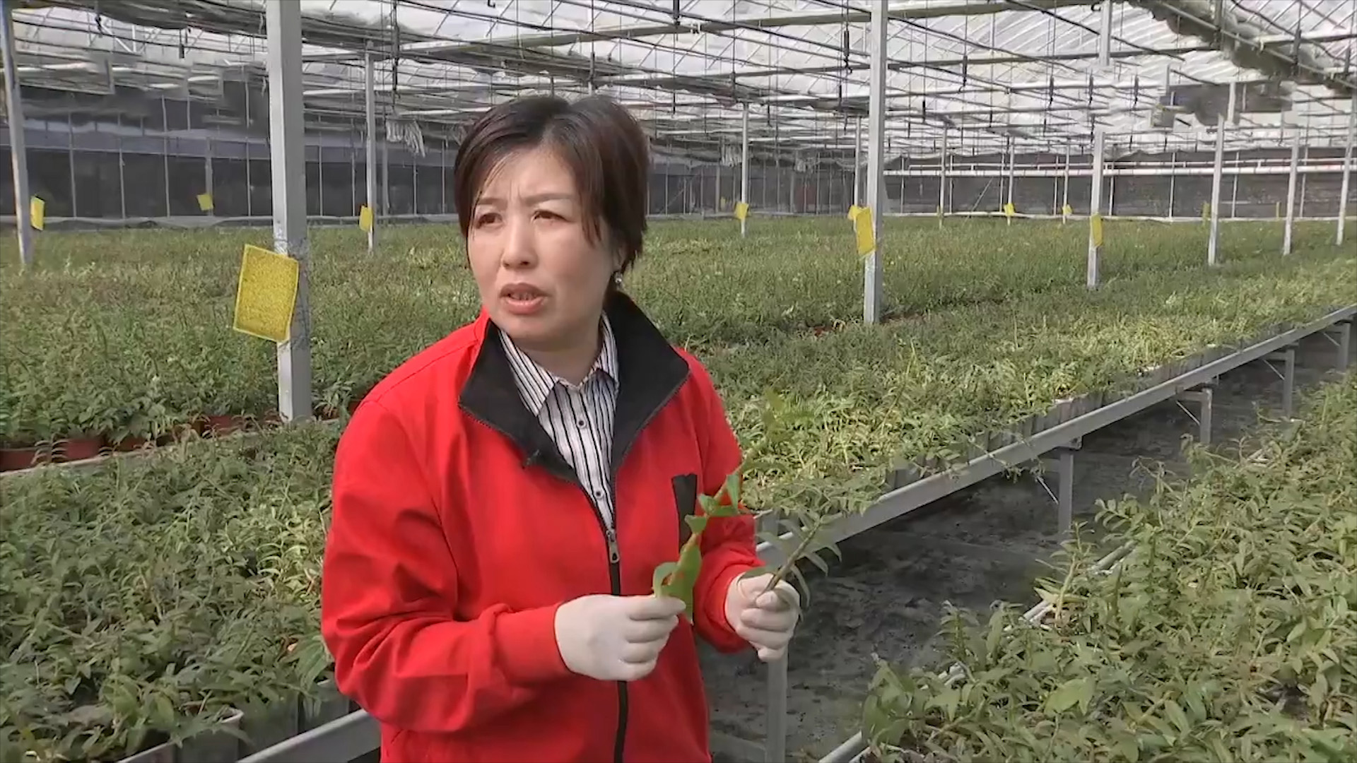 种植仙草一年收入,云南农民种仙草致富