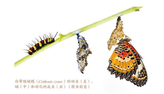 你知道恐龙会腰疼吗？让非主流恐龙记，告诉你这些“冷门”科研