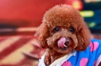 泰迪转来转去发出呜呜声怎么办,泰迪发抖后非要抱不抱就呜呜叫