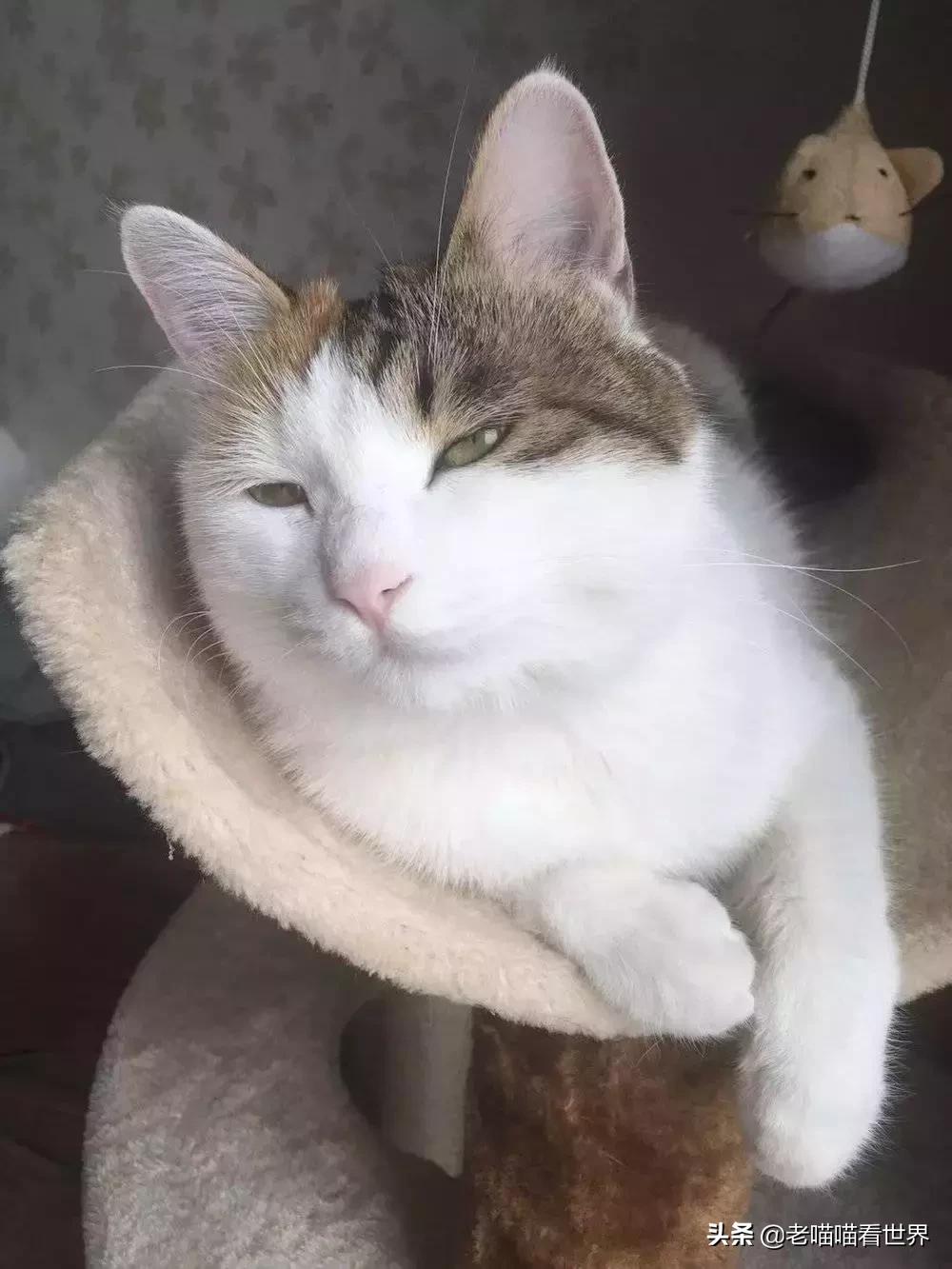 只有养猫才觉得自己是个中产阶级,中产阶级养猫