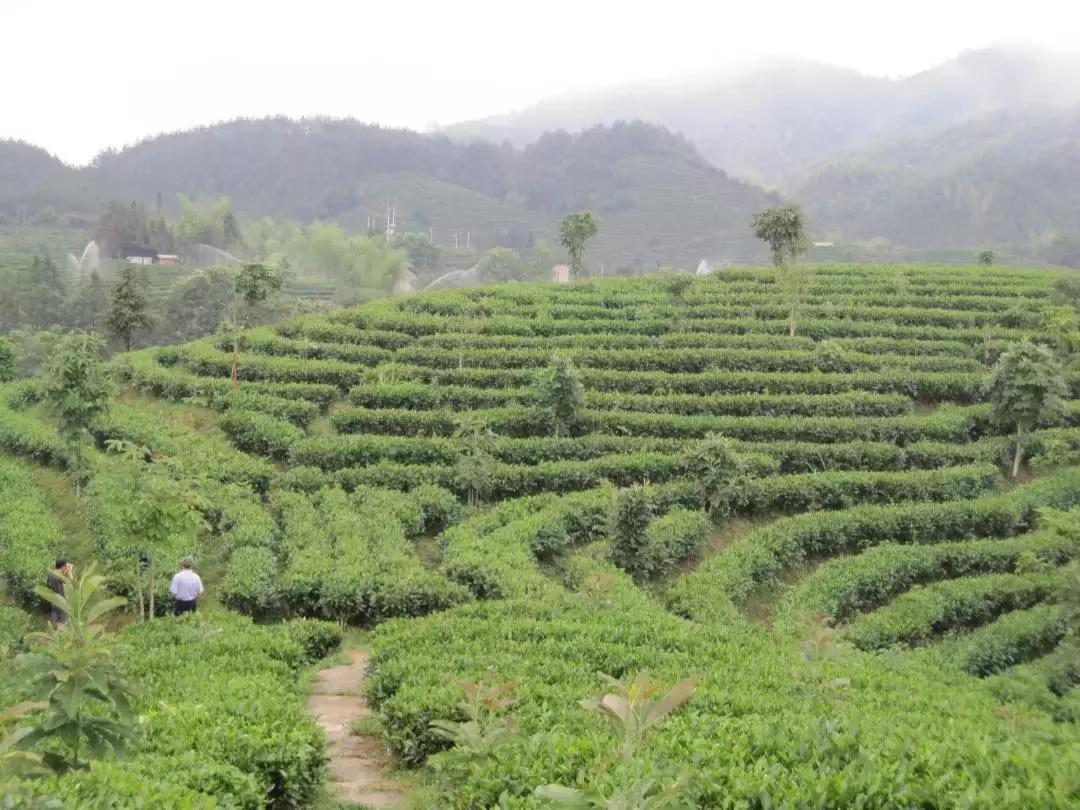 想要便宜又想质量好的茶,福建南平政和小种红茶