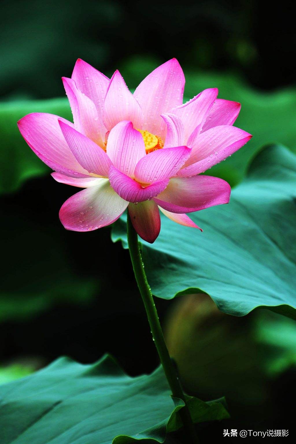 一分钟教你用手机摄影,摄影入门从零开始学手机摄影