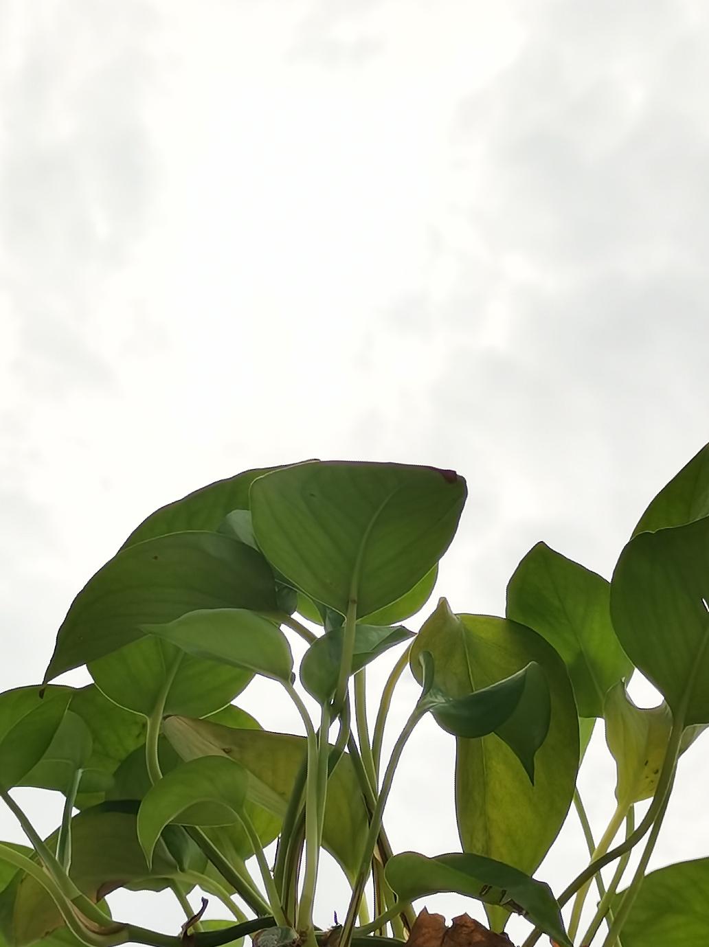 荣耀30s放大20倍拍照评测,荣耀30s测评大米