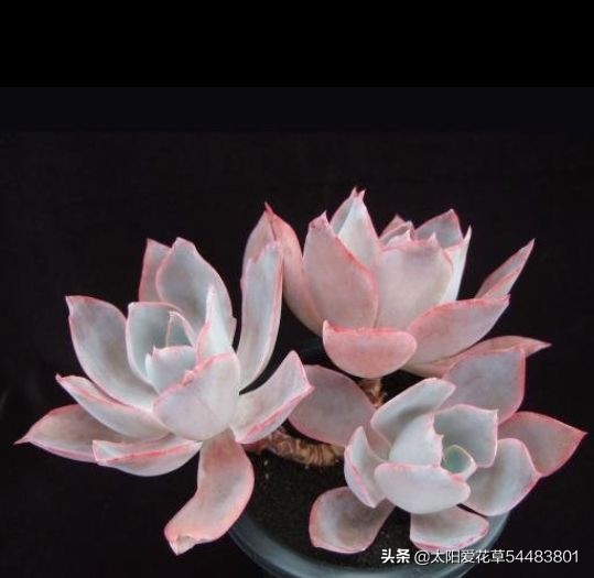 怎么养殖多肉广寒宫?掌握5个小妙招,株型紧凑又漂亮