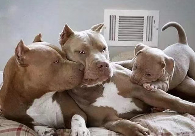 比特犬怎样训练,比特犬要怎么训练