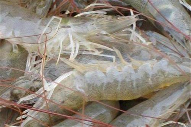 南美白对虾细菌性烂鳃病用什么药,南美白对虾细菌性急性肠胃炎