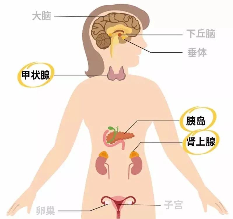 甲状腺切除了会加速衰老吗,为什么甲状腺疾病会引起月经失调