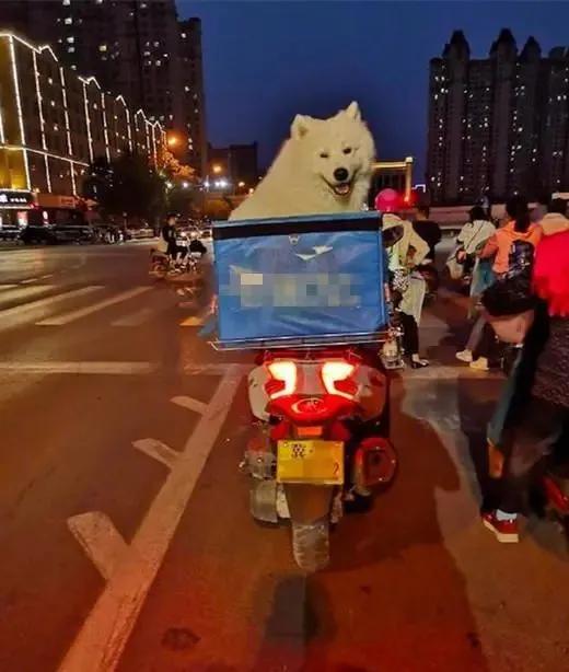 一名外卖小哥特别引人注意，因为他的后座位上总有只…