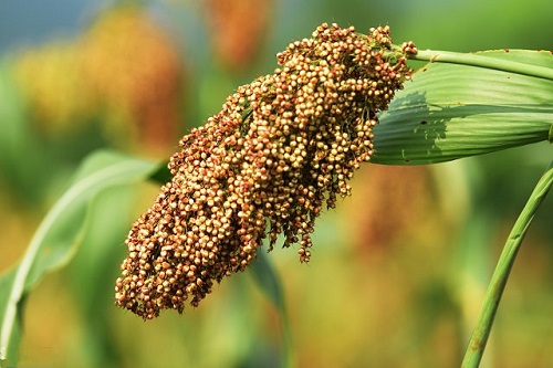 五谷竟然有这么大的功效