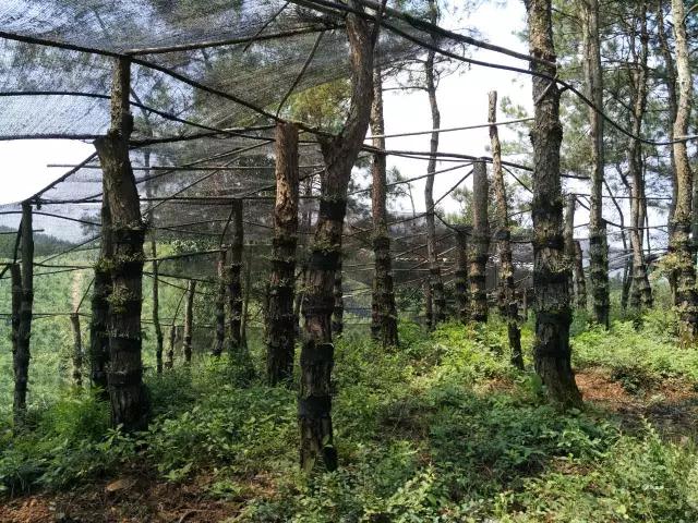 致富经种植新商机,种植致富好项目