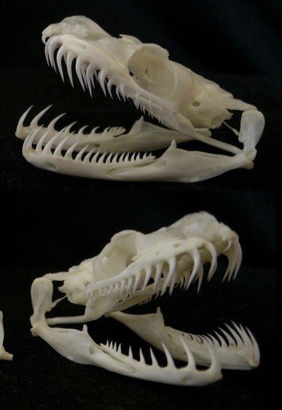 蛇的骨骼结构图,蛇的下颚能长多大