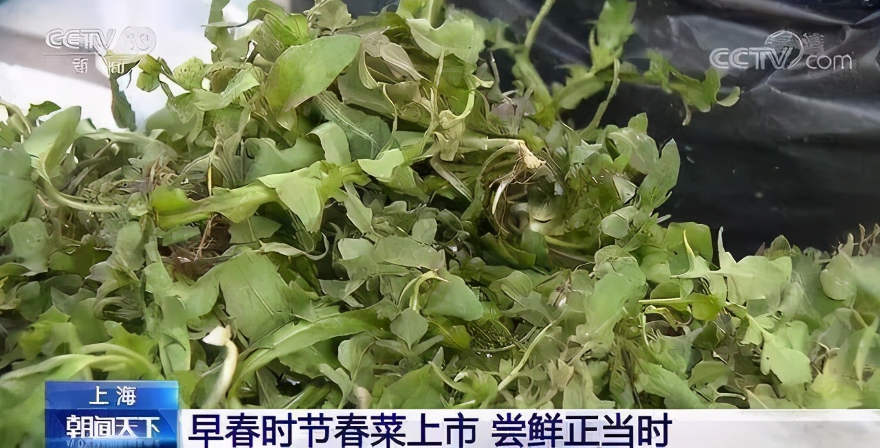 时令春菜陆续上市市民尝鲜热情高,吴川春菜大量上市品春尝鲜正当时